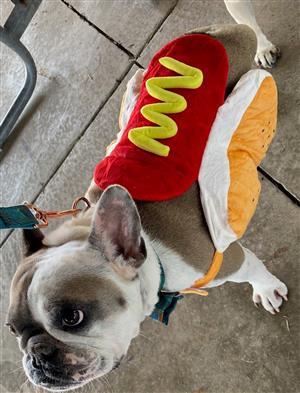 Hot Dog