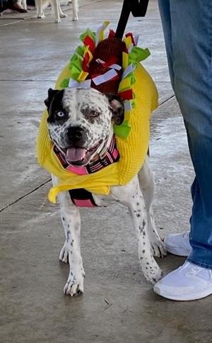 Taco