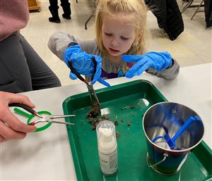 Dissecting owl pellets