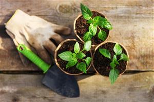 Plant Swap 
