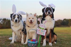 Three dogs wearing bunny ears, sitting behind a basket of Easter eggs and a sign that says "Happy Easter."