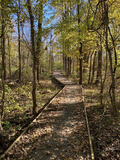 Garland Reserve Boardwalk