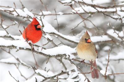 Winter birds